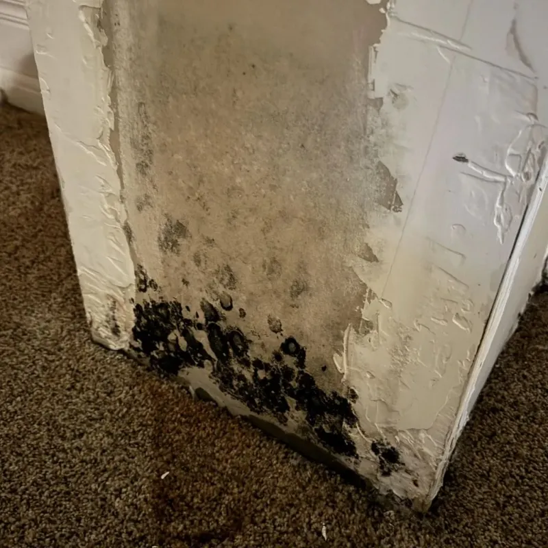 Professional Mold Removal in Clarkdale, AZ
